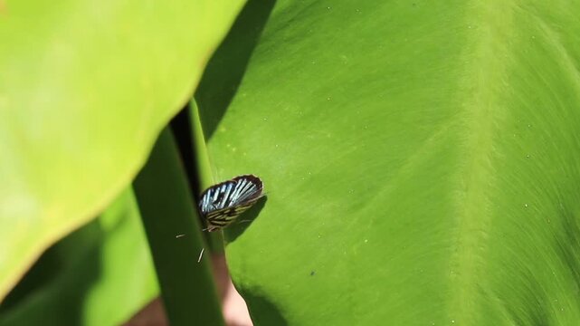 Butterfly Resting on Aquatic Banana Leaf in Natural Wetland Environment