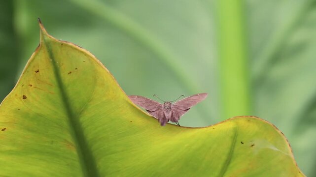 Butterfly Resting on Aquatic Banana Leaf in Natural Wetland Environment
