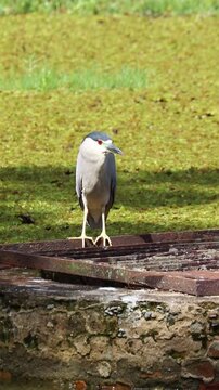 Black-crowned Night Heron (Nycticorax nycticorax) resting in urban park near lake
