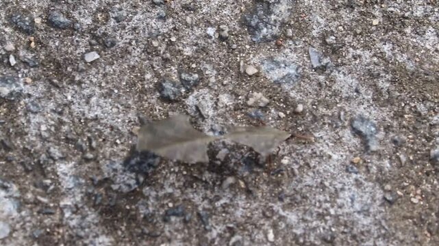 Large Ant Carrying a Leaf Larger Than Its Body in Natural Environment