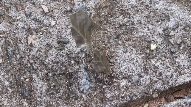 Large Ant Carrying a Leaf Larger Than Its Body in Natural Environment	