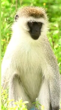 Vervet Monkey Yawning in Natural Habitat