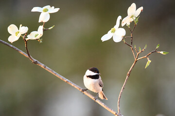 Chickadee on Dogwood Branch © John
