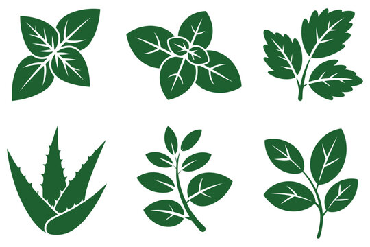 Assortment of green herb leaves including basil, aloe vera and mint, natural ingredients, on transparent background