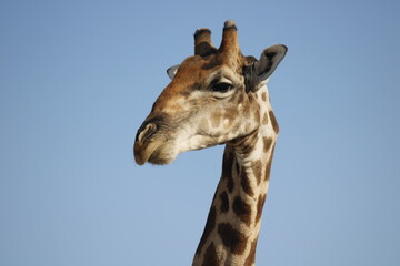 Giraffe at safari in Africa © Alex
