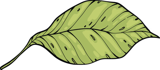 Sketch lemonade green leaf. Summer cold drinks, hand drawn yellow lemons slices and leaves. Glass of lemonade with ice vector illustration. Drink fruit lemonade graphic, juice and mint leaf © lupascoroman