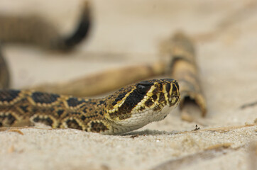 Obraz premium A juvenile Eastern Diamondback Rattlesnake slithers along the beach on Georgia's Jekyll Island. 