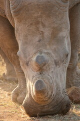 White rhino at Pilanesberg NP © Alex
