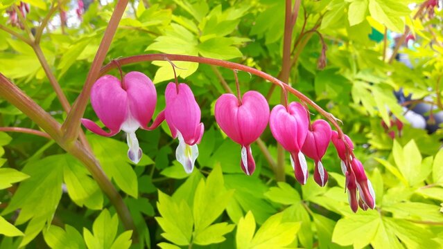 Branche de coeurs de Marie 