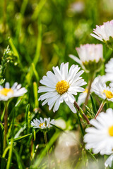 Nature scene with blooming bellis perennis, commonly known as the white daisy © Vlad Ispas