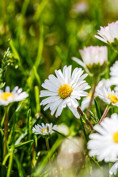 Nature scene with blooming bellis perennis, commonly known as the white daisy