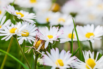 Nature scene with blooming bellis perennis, commonly known as the white daisy © Vlad Ispas