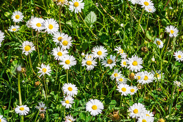 Nature scene with blooming bellis perennis, commonly known as the white daisy © Vlad Ispas