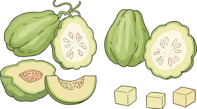 Chayote vegetable collection with whole sliced and diced pieces fresh green squash vector illustration set isolated on white background