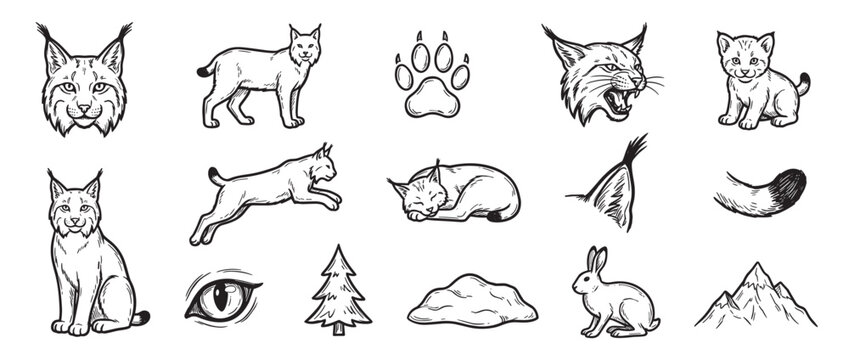 Collection of hand-drawn lynx illustrations in various poses and expressions, including a cub, paw print, and other elements