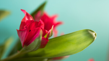 Naklejka premium Red tulips bouquet close up with green leaves in natural light, spring flowers background