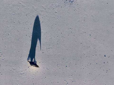Single gentoo penguin casting a long shadow on clean sandy beach in top view composition with strong directional light, Falkland Islands. Minimalist scene, design backgrounds, visuals, copy space.