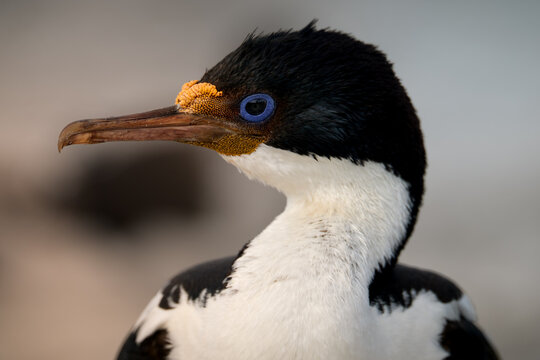 Close Up Portrait of Imperial Shag with Blue Eye Ring, blurred background.