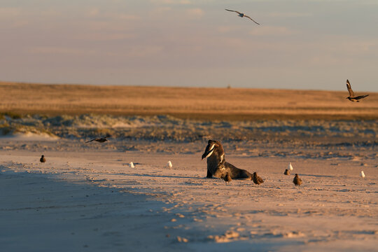 Sea lion carrying a captured penguin on a sandy beach in the Falkland Islands during warm evening light. Colors: beige, blue, brown.