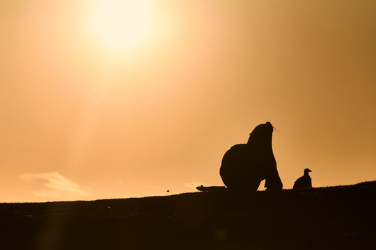 Sea Lion Hunting Penguin at Sunset on Falkland Islands Coastline Silhouette.
