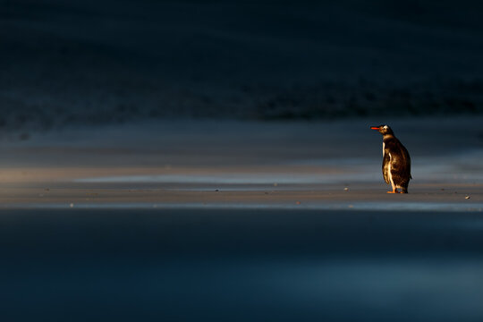 A single Gentoo penguin stands alone on a dark, wet sandy beach at sunset, catching the last dramatic rays of golden light against a deep blue, copy space, ideal for poster. Falkland Islands.