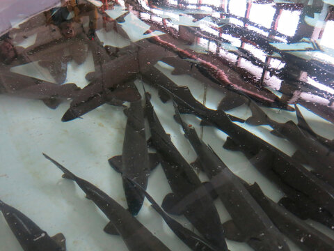 beluga fish (Huso huso) in the pool at the Volgorechensk fish farm