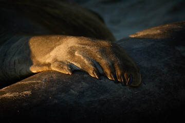 Close up detail of a southern elephant seal flipper resting on coastal rock in warm dramatic light on the Falkland Islands. Colors: brown, gold, black. © Martin Mecnarowski