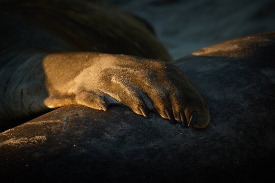 Close up detail of a southern elephant seal flipper resting on coastal rock in warm dramatic light on the Falkland Islands. Colors: brown, gold, black.