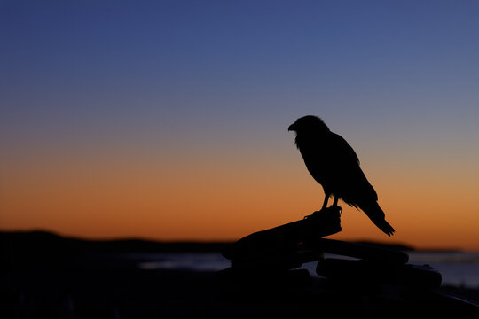 Striated caracara perched on coastal rock in clean sunset silhouette on the Falkland Islands. Colors: blue, orange, black.