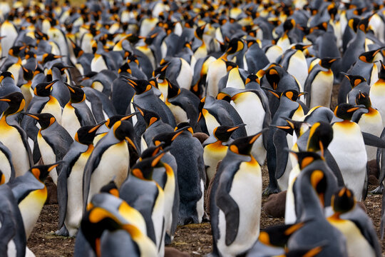 King penguins densely gathered in a large breeding colony with one individual standing out, soft natural light and compressed perspective, Falkland Islands.