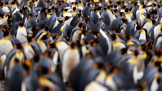 King penguins densely gathered in a large breeding colony with one individual standing out, soft natural light and compressed perspective, Falkland Islands.
