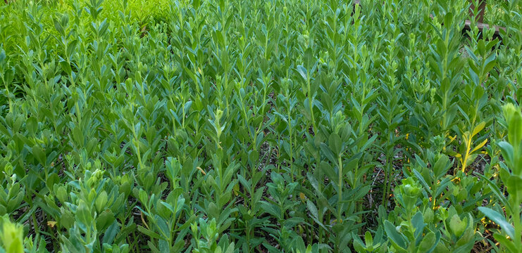 Hylotelephium erythrostictum is a perennial succulent herb in Korea known for its thick leaves and stems. It grows in sunny rocky areas and features dense flower clusters in late summer.