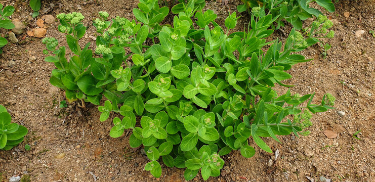 The succulent stem and thick leaves of Hylotelephium erythrostictum store water for survival in dry rocky habitats. This Korean perennial herb is characterized by its upright growth.