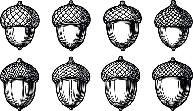 Collection of eight detailed vintage style acorns, representing autumn and nature's bounty.