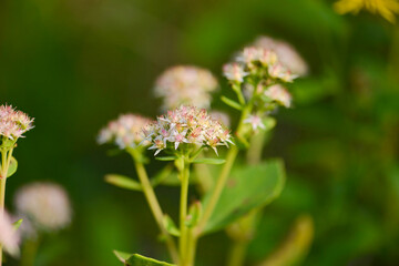 Fototapeta premium Hylotelephium erythrostictum displays a flat corymbose inflorescence with many tiny blossoms. This Korean wildflower blooms in late summer on sunny mountain slopes and rocky terrains.