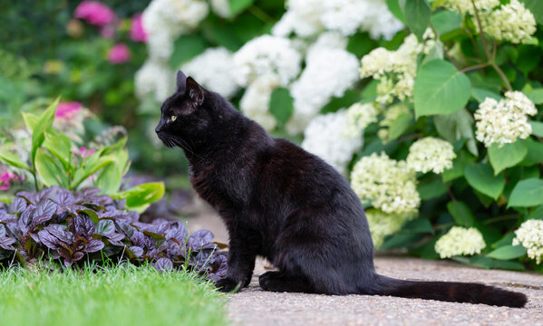 Black cat among white hydrangeas in a vibrant flower garden