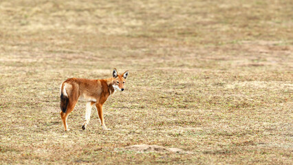 Fototapeta premium Rare endangered Ethiopian Wolf (Canis simensis) foraging in highland grasslands