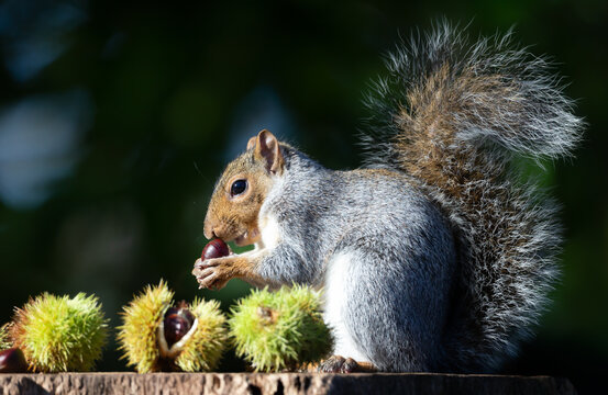 Grey squirrel eating chestnut while sitting on tree stump surrounded by spiky chestnut burrs
