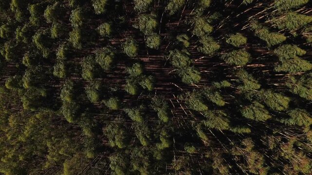 Overhead aerial view of eucalyptus plantation with rows of trees on sloping hillside for timber industry in Sapucai Mirim, Brazil. Pull back camera movement at constant altitude