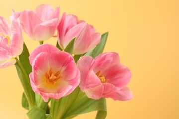 Obraz premium Beautiful pink tulips on pale yellow background, closeup. Space for text
