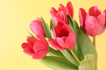 Obraz premium Beautiful pink tulips on pale yellow background, closeup