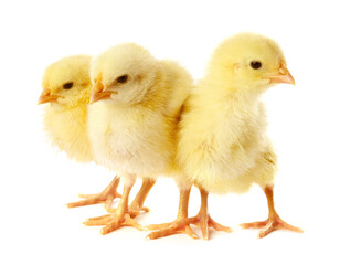 Obraz premium Cute yellow chicks on white background. Baby animals