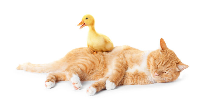 Cute ginger cat and duckling on white background