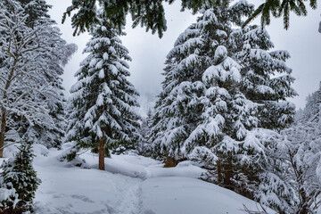 Fototapeta premium Snow covered pine trees and forest path in Stubai Valley with fresh winter landscape Austria