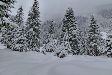 Fototapeta premium Snow covered pine trees in Stubai Valley with calm alpine winter landscape and fresh snowfall