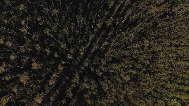 Overhead aerial view of a eucalyptus plantation for the timber industry in Sapucai-Mirim, Brazil. Descending crane movement toward the canopy