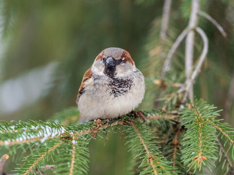 Sparrow sits on a fir branch with snow in winter