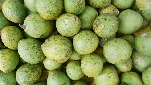 Close up video of bael fruits from India.