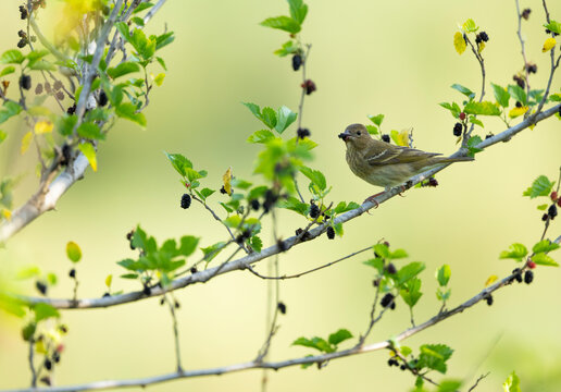 Vibrant common rosefinch enjoying fresh mulberry fruit on leafy branch under daylight