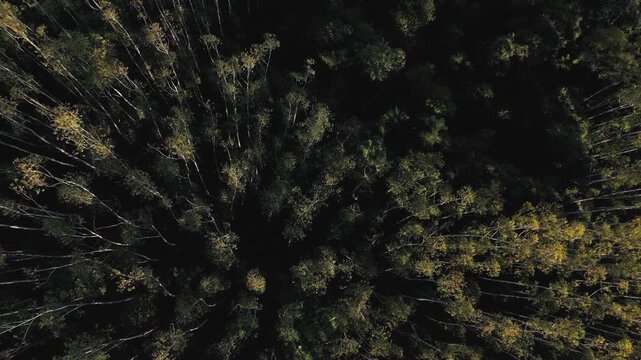 Overhead aerial view of eucalyptus plantation with organized tree rows for timber industry in Sapucai Mirim, Brazil. Push in diagonal camera movement